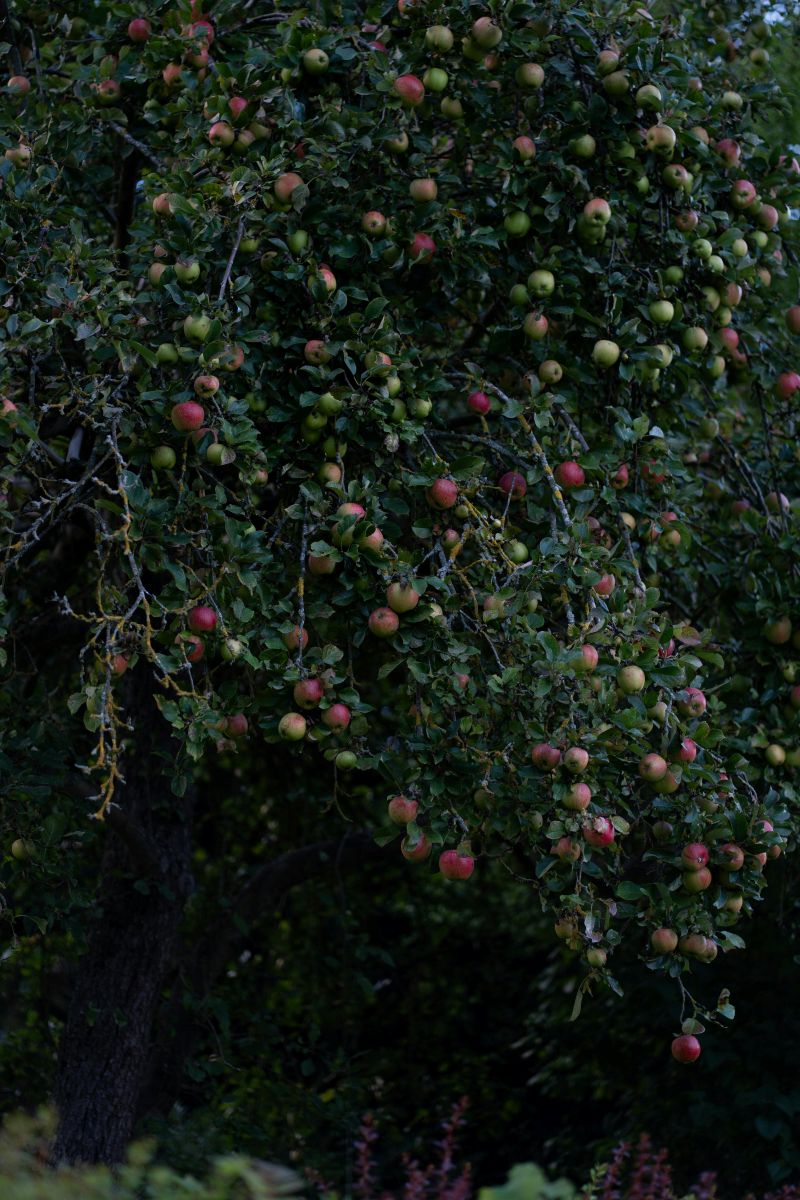 Ein Apfelbaum, voll mit reifen Äpfeln, die in verschiedenen Grüntönen und Rotnuancen hängen.