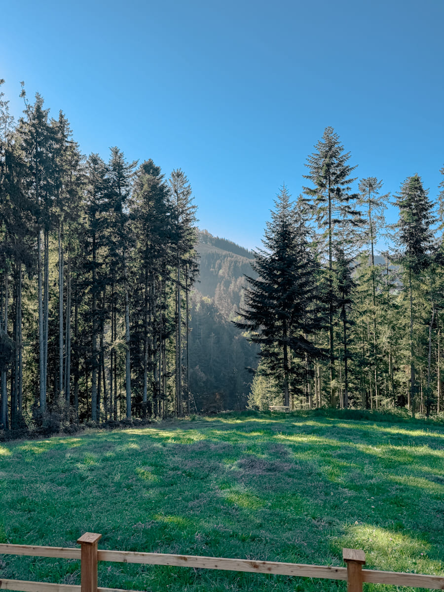 Blick vom Tiny House im Mostviertel auf eine grüne Wiese und einen Wald, mit klarem blauen Himmel und einem atemberaubenden Naturpanorama.