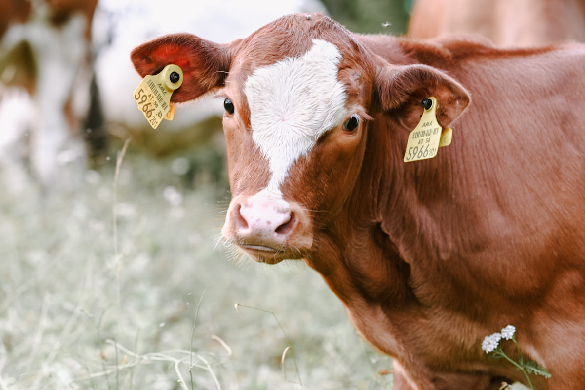 Ein neugieriges Kalb auf einer Wiese, mit einem gelben Ohrmarken-Tag, umgeben von grünem Gras.