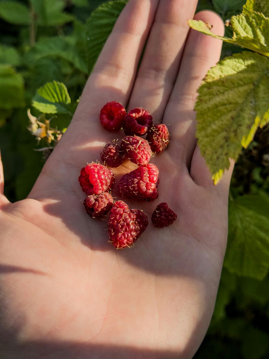Eine Hand hält eine kleine Menge frisch gepflückter Himbeeren, die in der Sonne glänzen. Die Beeren sind reif und saftig, mit grünen Blättern im Hintergrund.