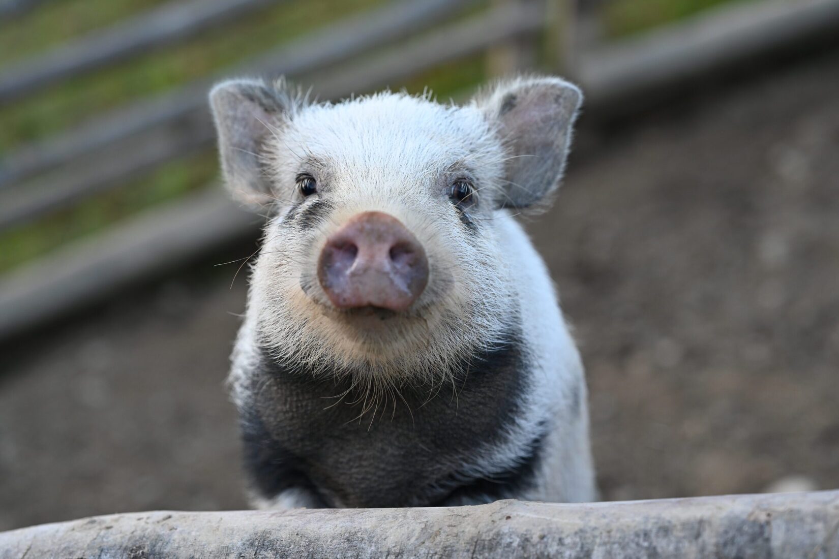 Nahaufnahme eines kleinen Micro-Schweins, das neugierig in die Kamera schaut.